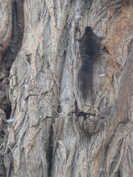 squirrel
