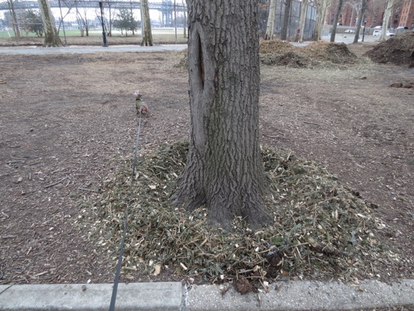 tree