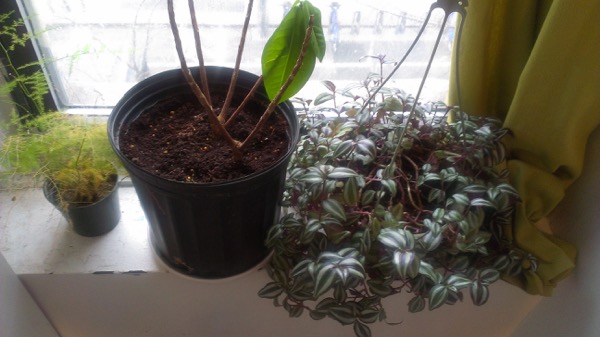 plant