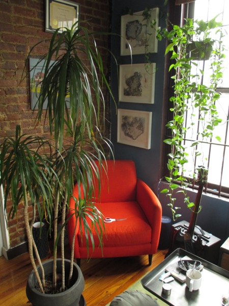 plant