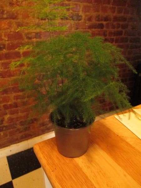 plant