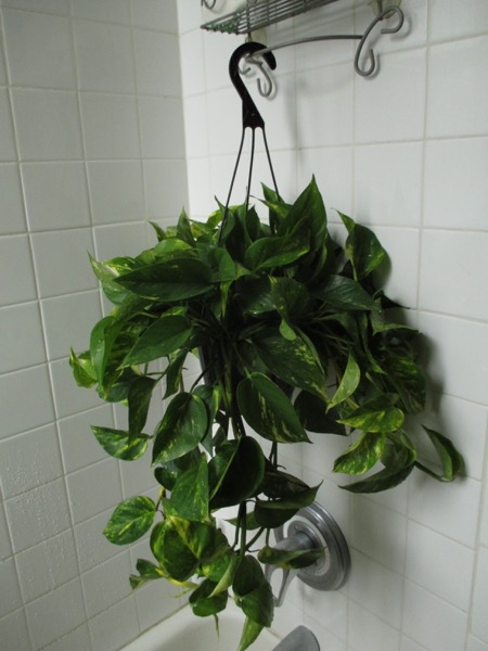 plant