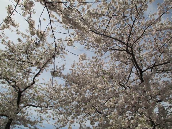 trees
