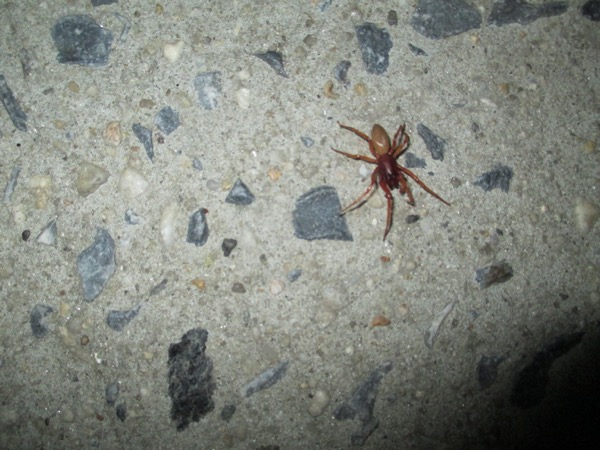 spider