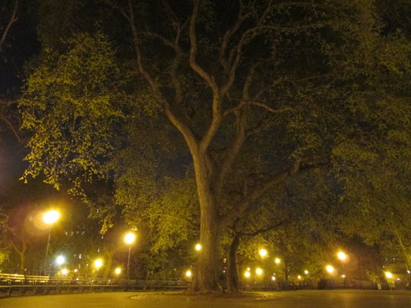 tree