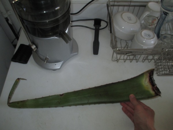 plant