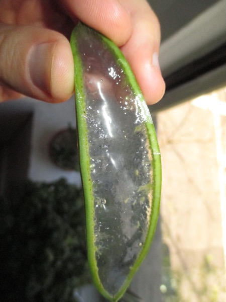 plant