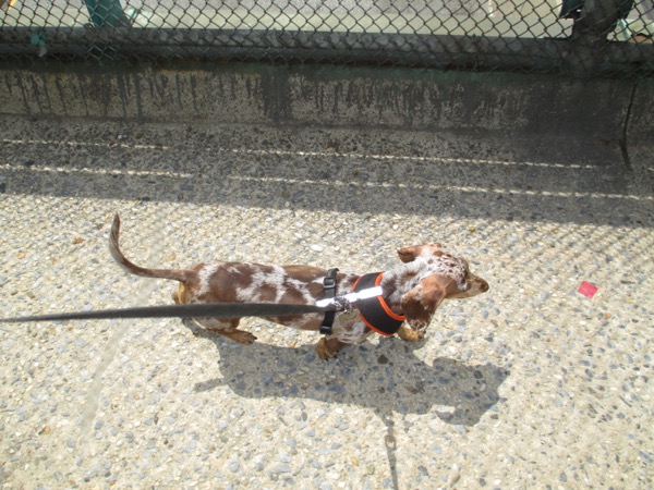 walking