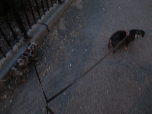 edie