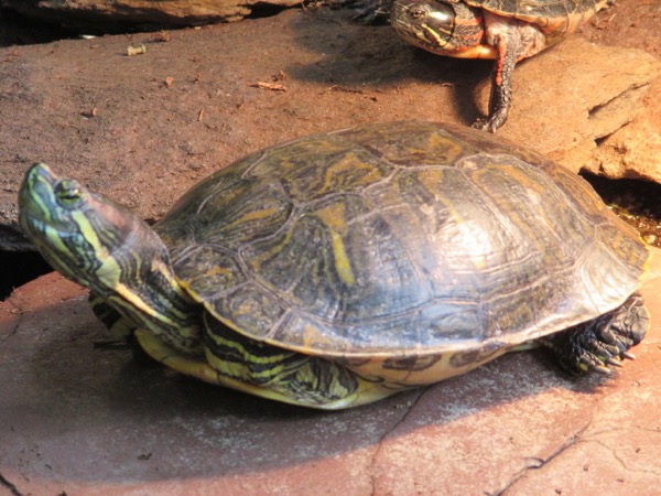 turtle