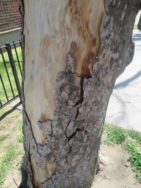 tree