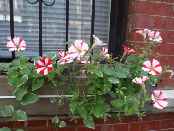 flowers