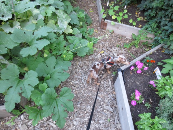 garden