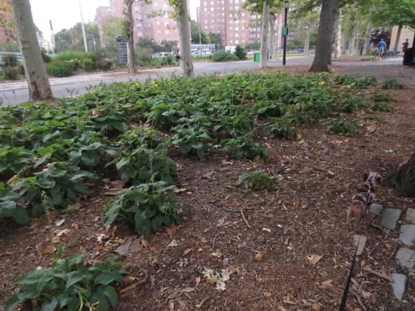 east river park