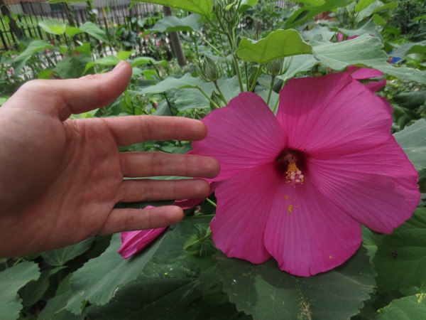 plant