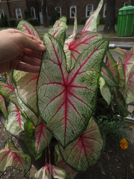 leaf