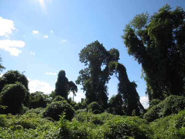 trees