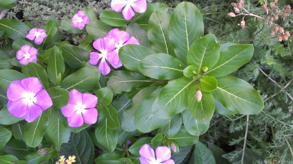 plant