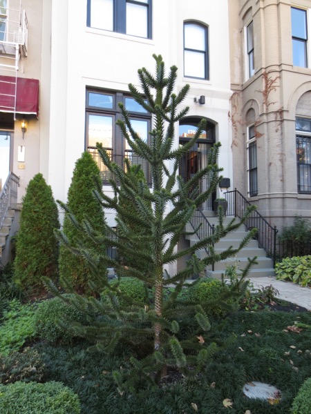tree
