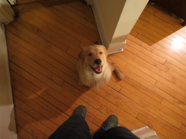 puppy