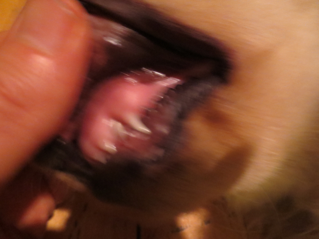 puppy
