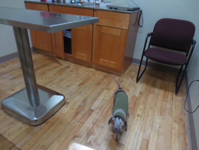 vet