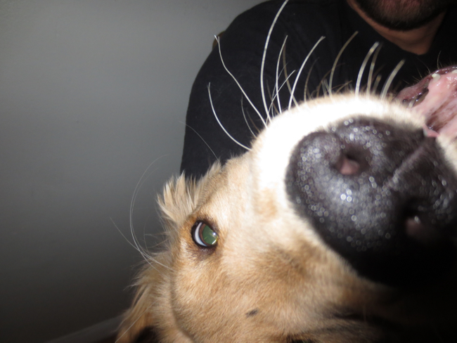 puppy