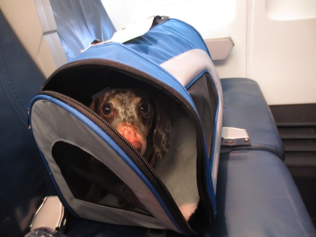 dog in a bag