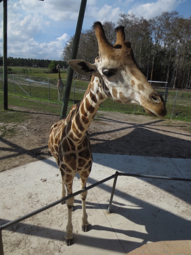 zoo