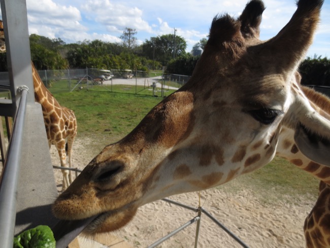 zoo