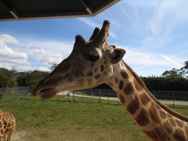 zoo