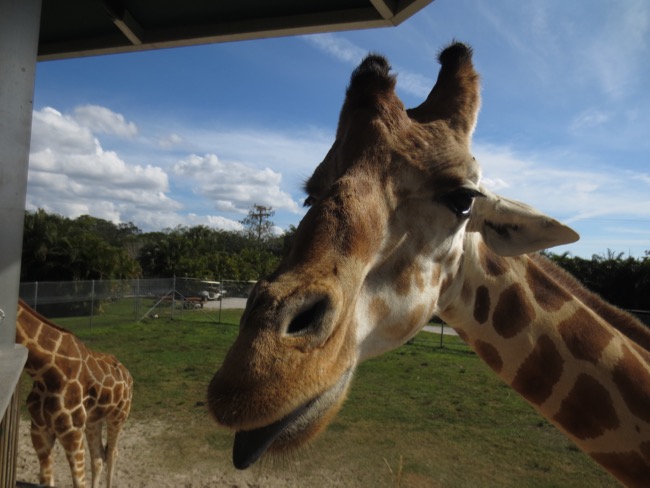 zoo