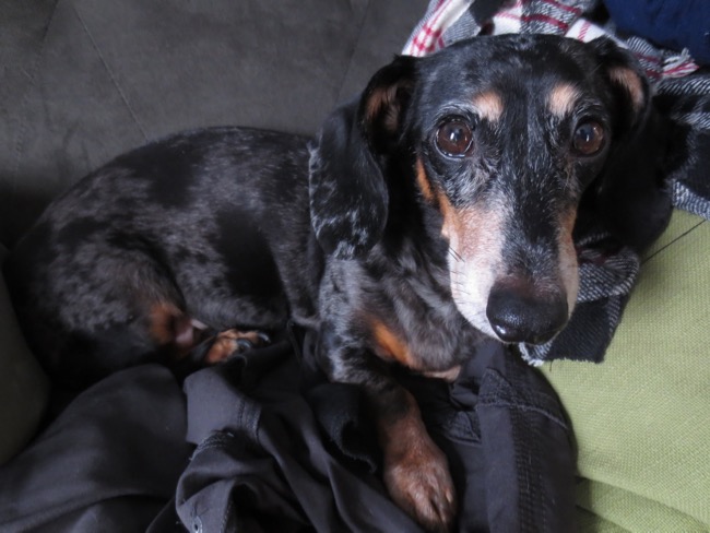 edie