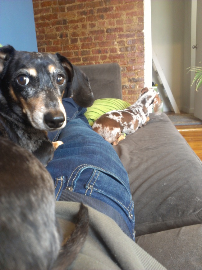 edie
