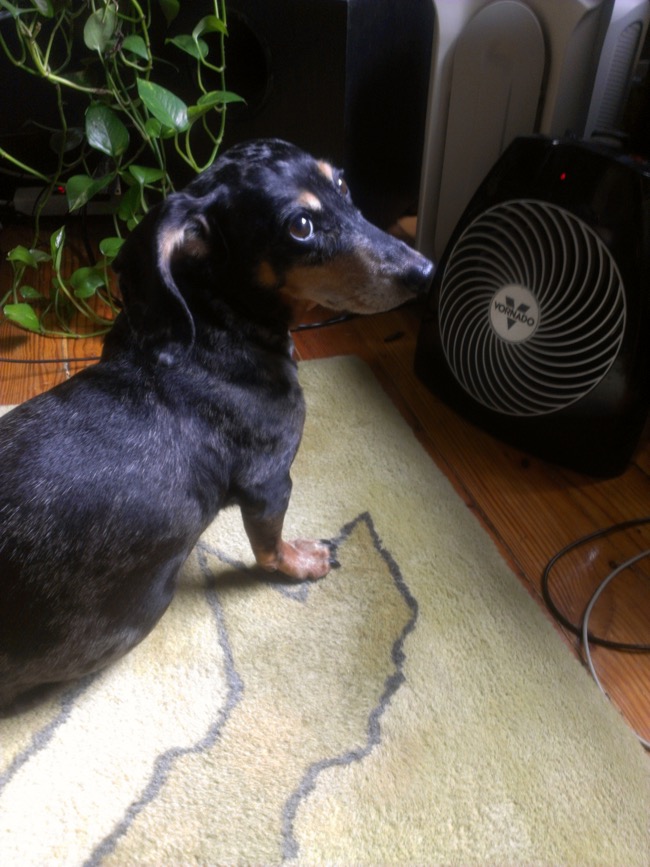 edie