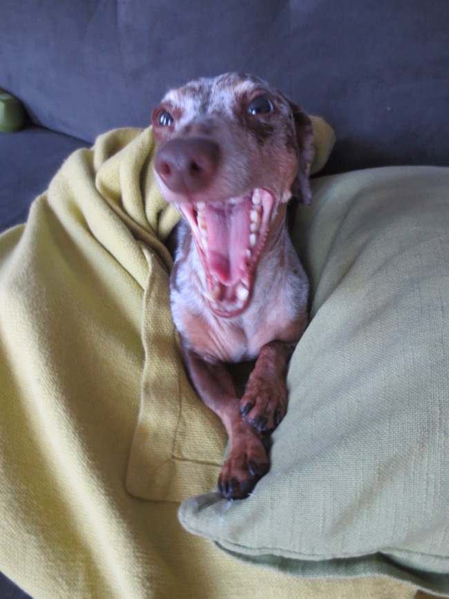 dogs