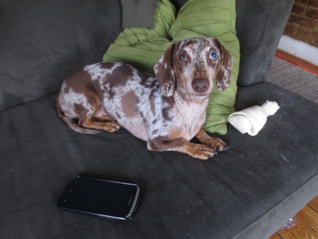 dogs
