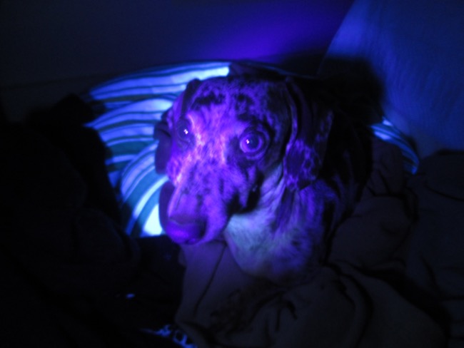 flashlight
