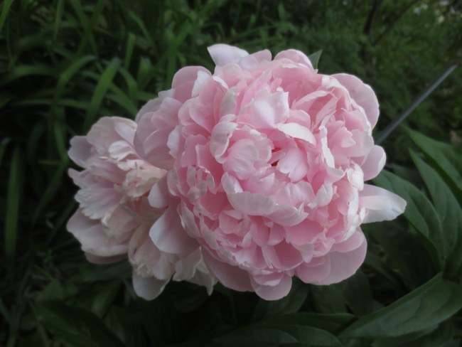 roses