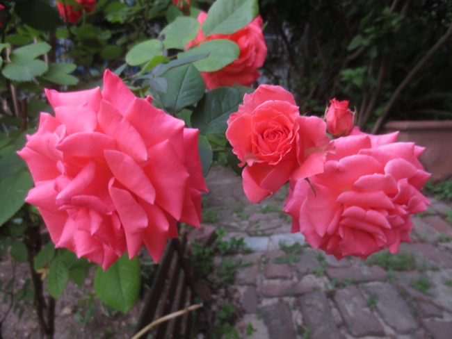 roses