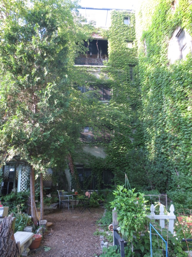 ivy