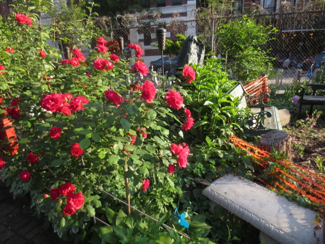 garden