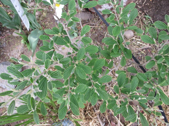 plant