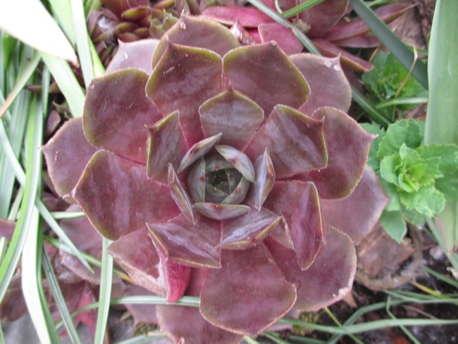 plants