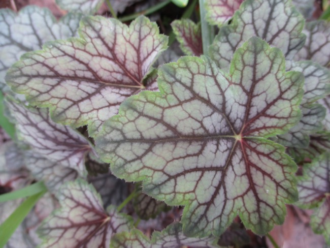 plants