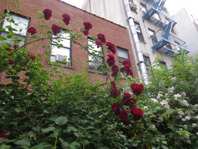 roses