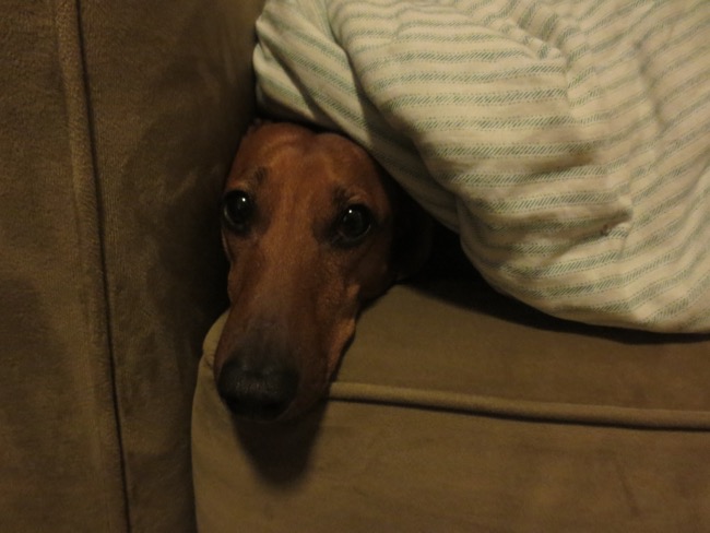 dogs