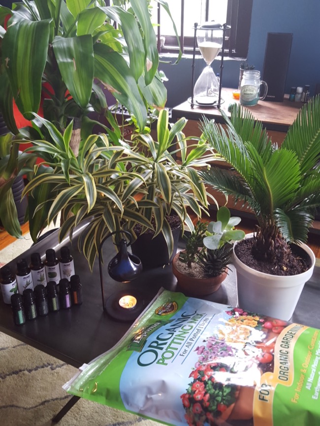 plants