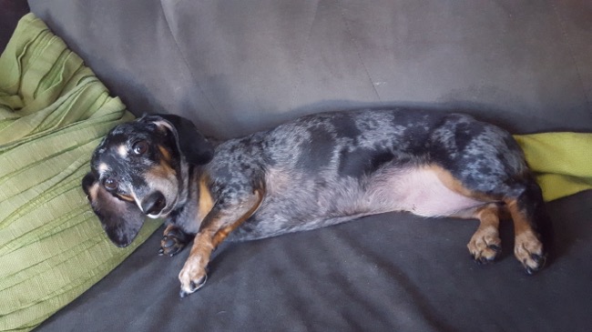 edie
