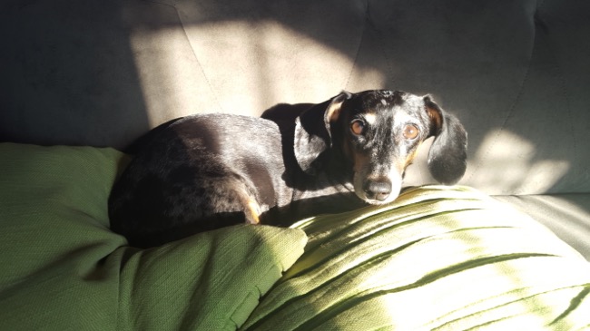 edie